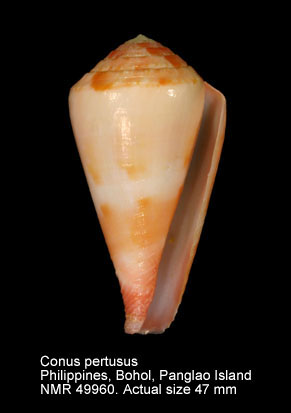 Conus pertusus (2).jpg - Conus pertususHwass,1792